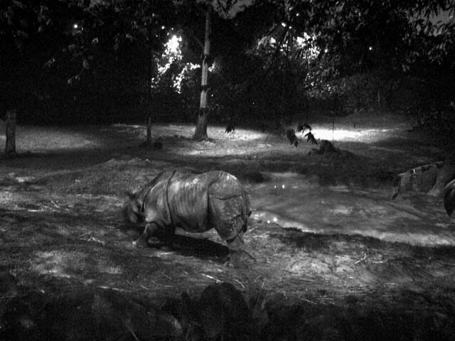 Indian rhino