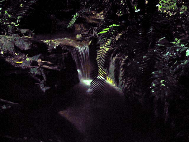 Fernbank, Night Safari
