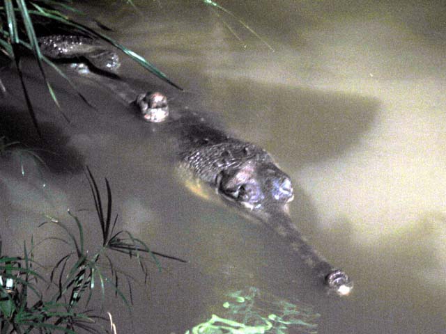 Indian gharial