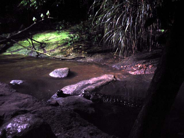 Indian gharial