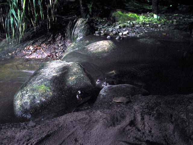 Indian gharial