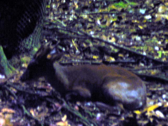 hog deer