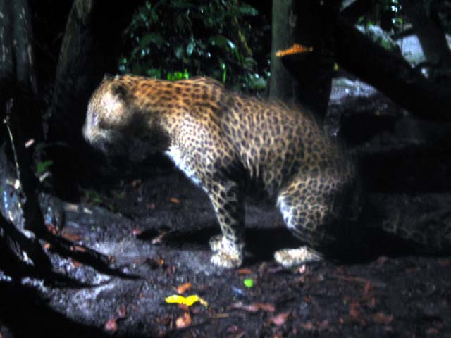 leopard