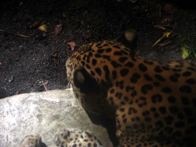 leopard