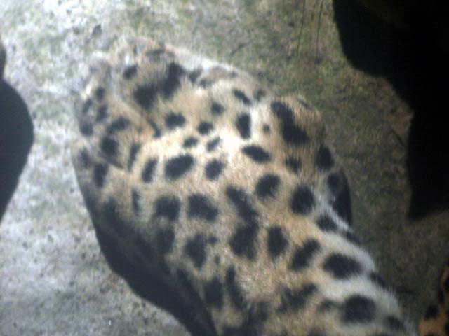 leopard