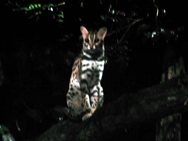 Leopard cat