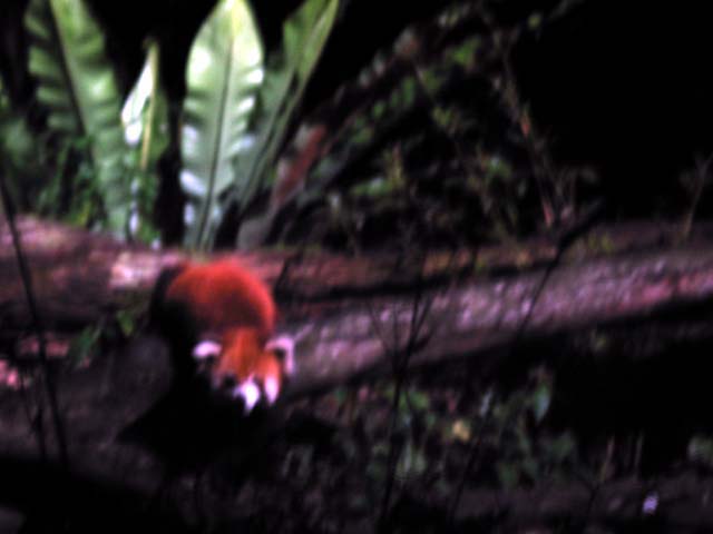 red panda