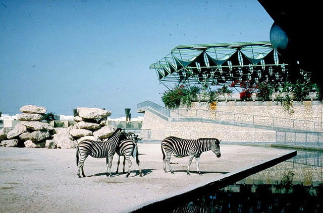 Zebra in the original Doha Zoo, Qatar