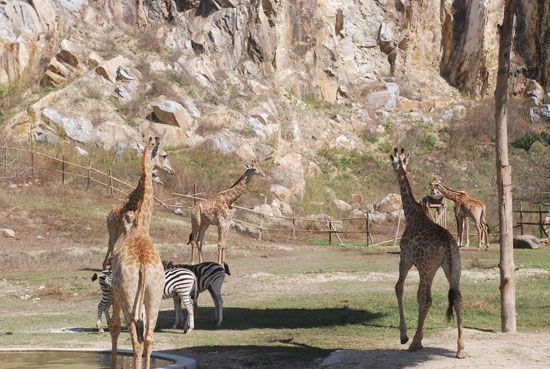 Naypyitaw Zoo, Myanmar-giraffe enclosure
