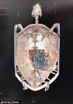 Scan of turtle with mass of ingested coins