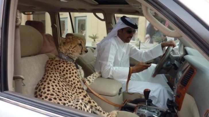 Pet cheetah in car passenger seat