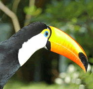 Jurong BirdPark