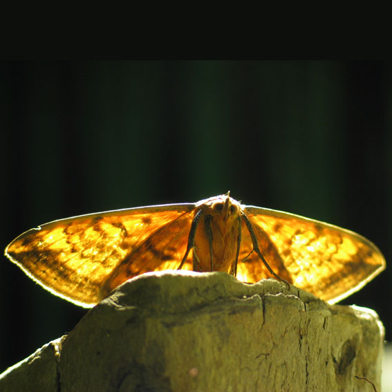 pollinator
