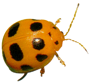 ladybird