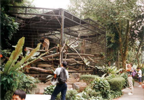 leopard cage