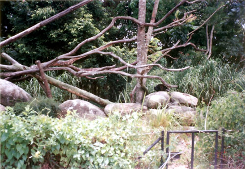 night safari binturong exhibit by day