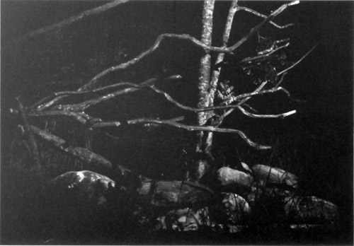 night safari binturong exhibit by night