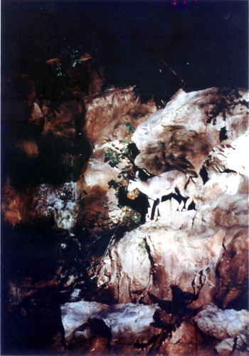 bharal in night safari