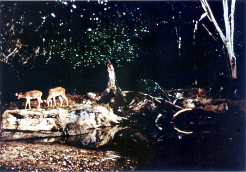 ‘Night Safari’ barasingha