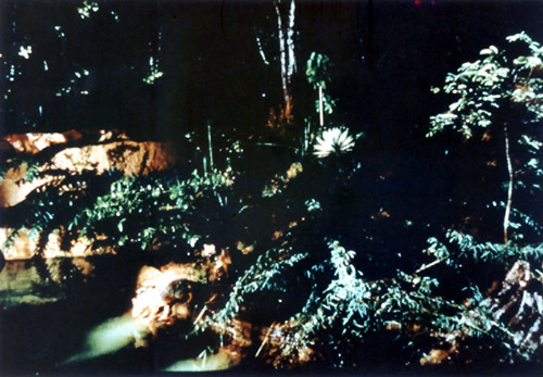 ‘Night Safari’ jackal