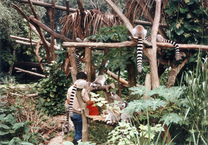 keeper feeding lemurs