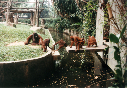 Orang utan drawbridge