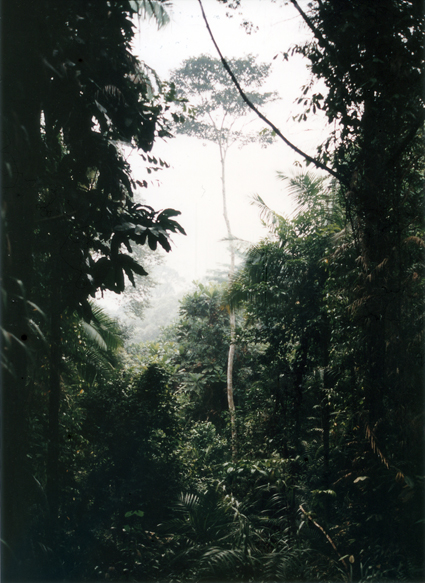 Night Safari orignial forest