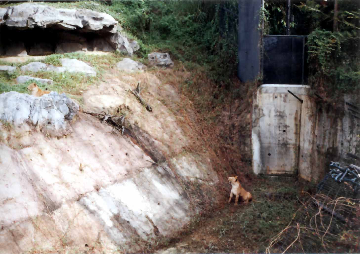 lion in moat