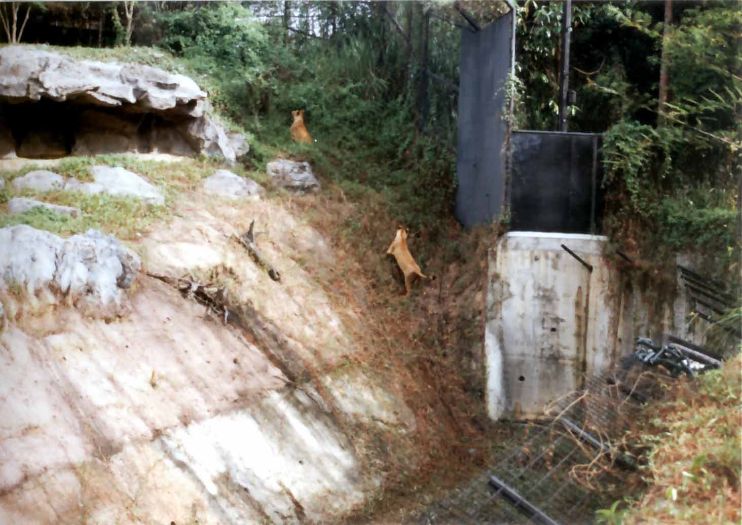lion in moat