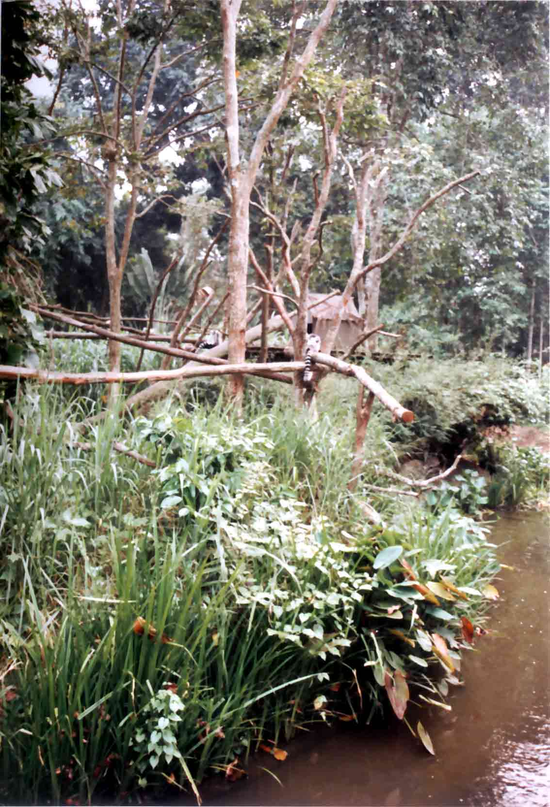 planted moat edge