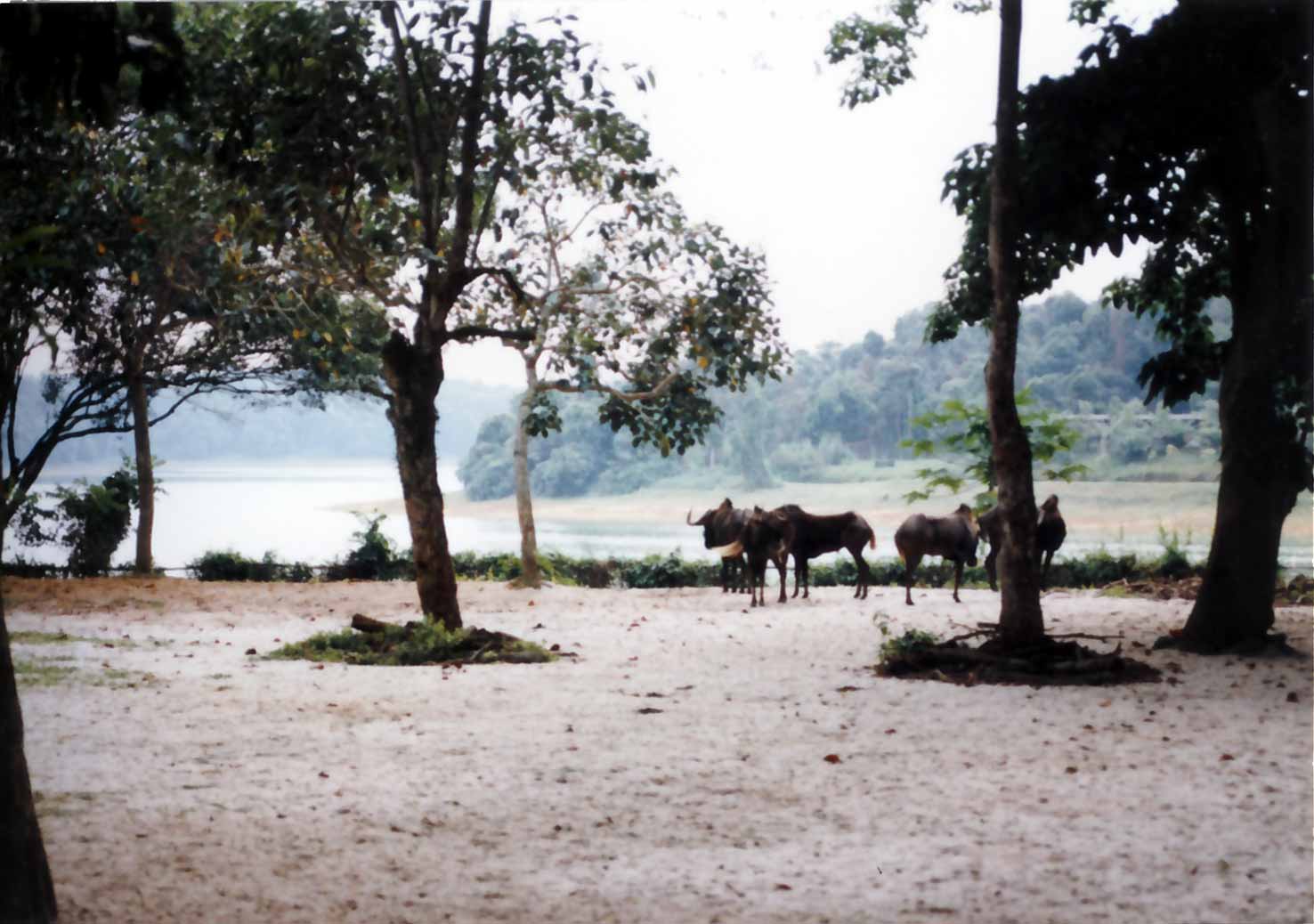borrowed landscape