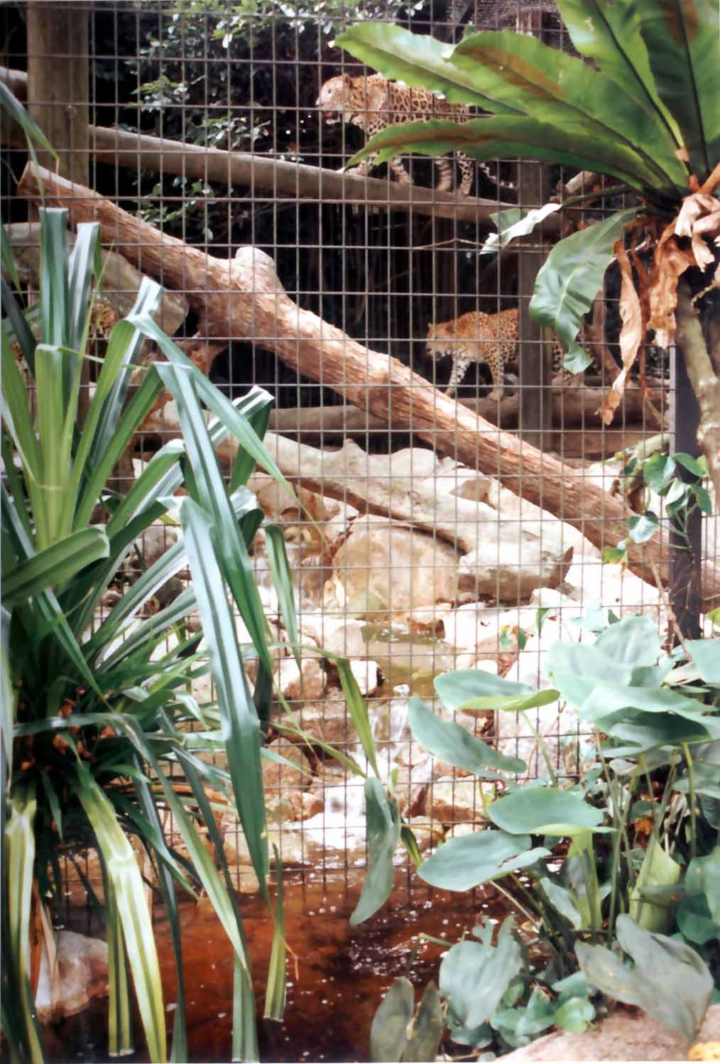 leopard mesh