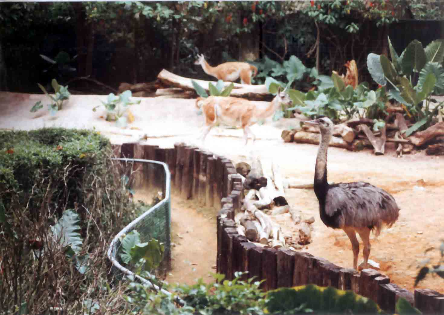 guanaco and rhea