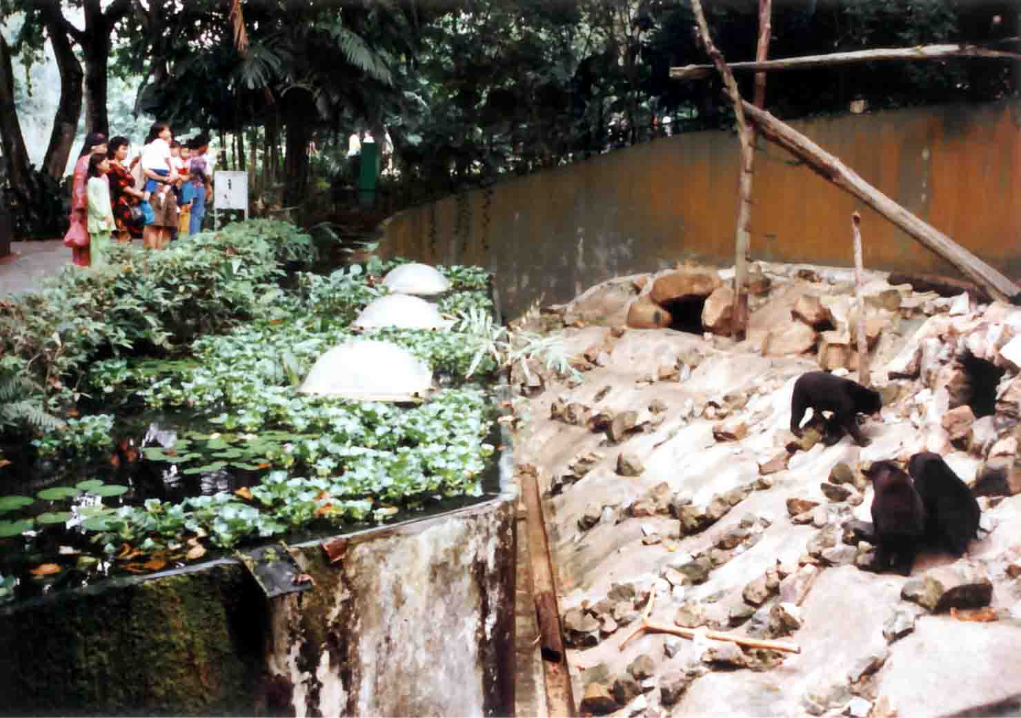 sun bear pit