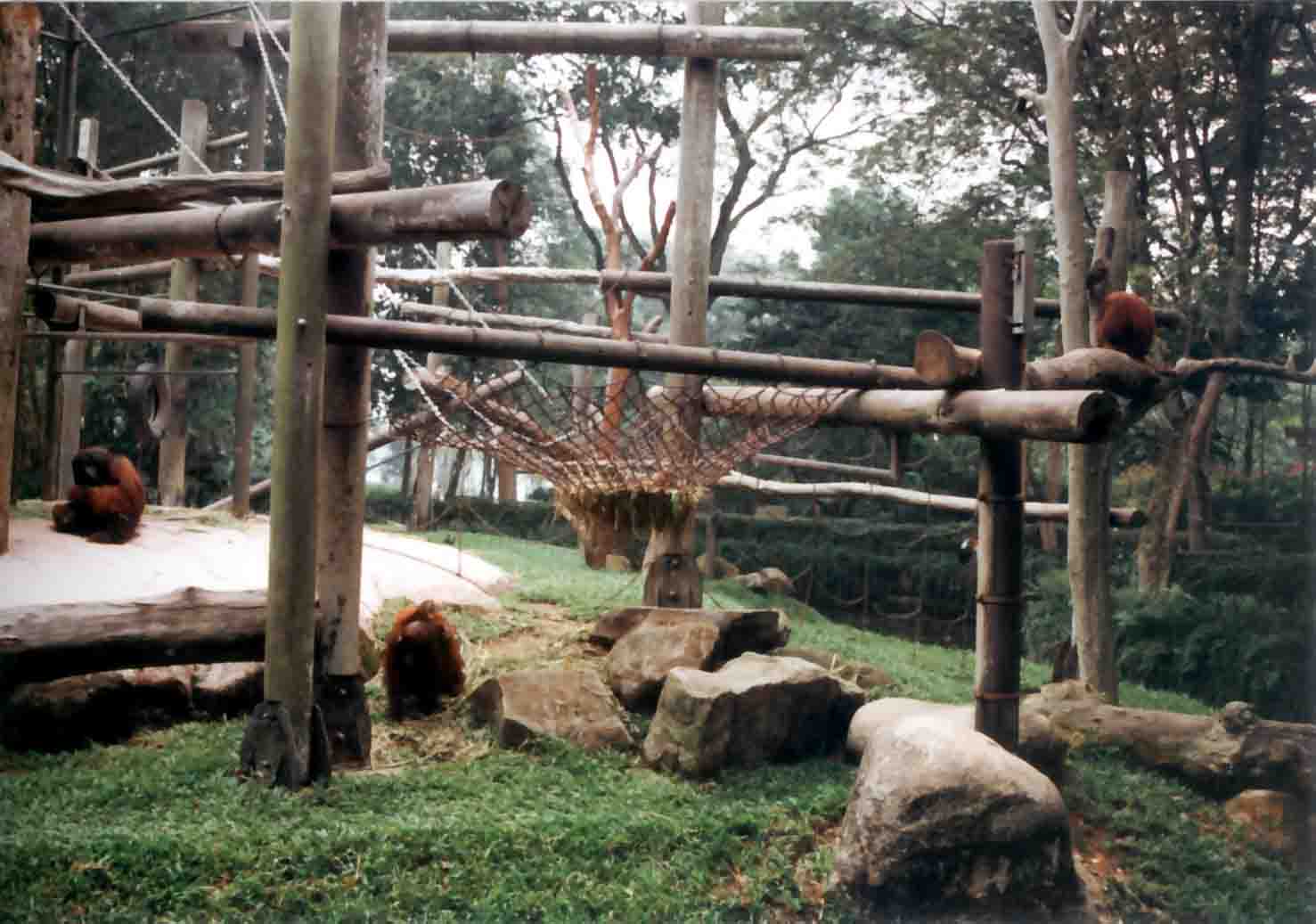 orang utan