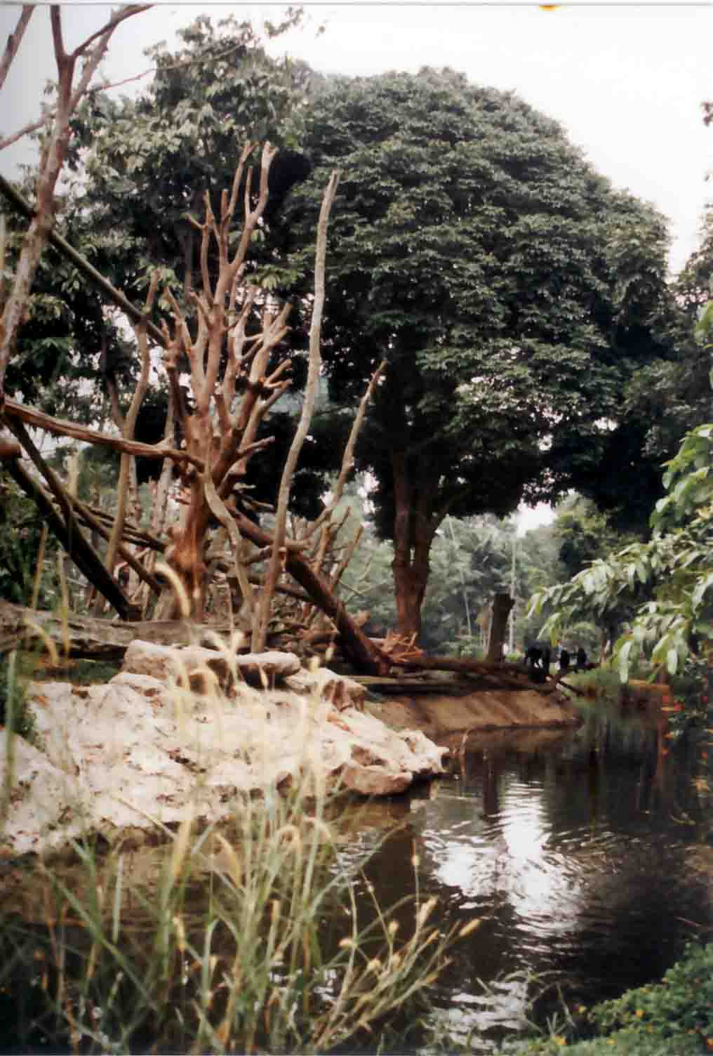 lion-tailed macaque moat