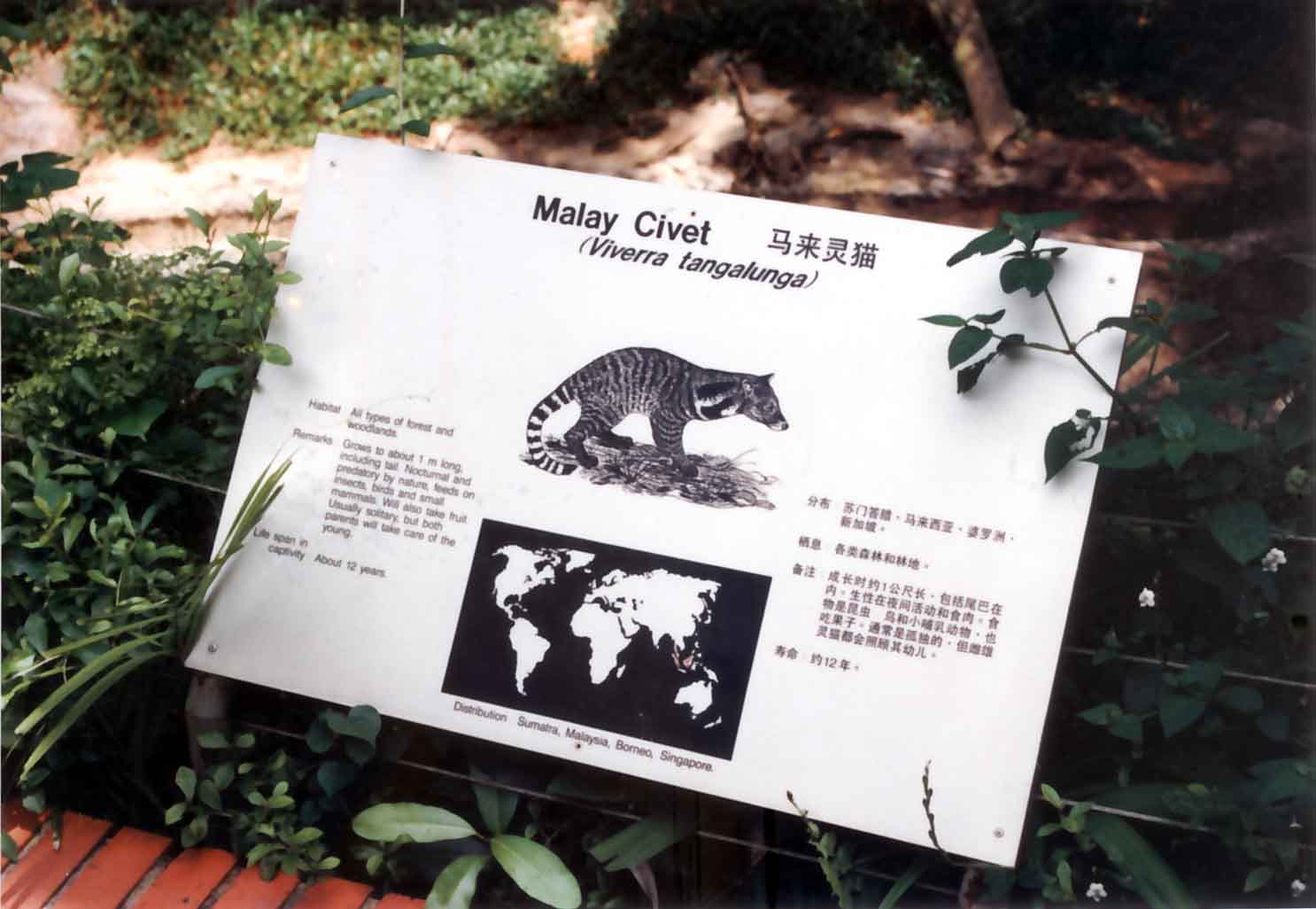 Malay civet sign