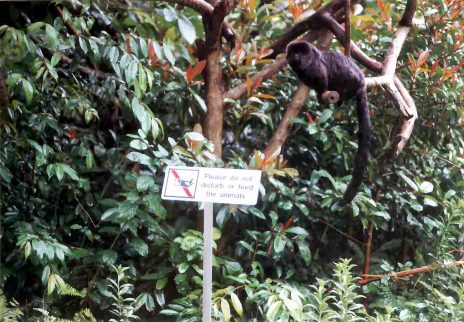 geoldi's marmoset