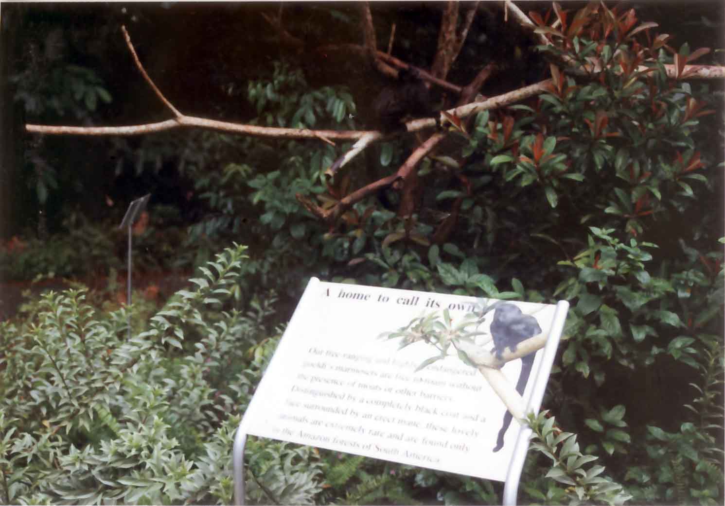 marmoset sign