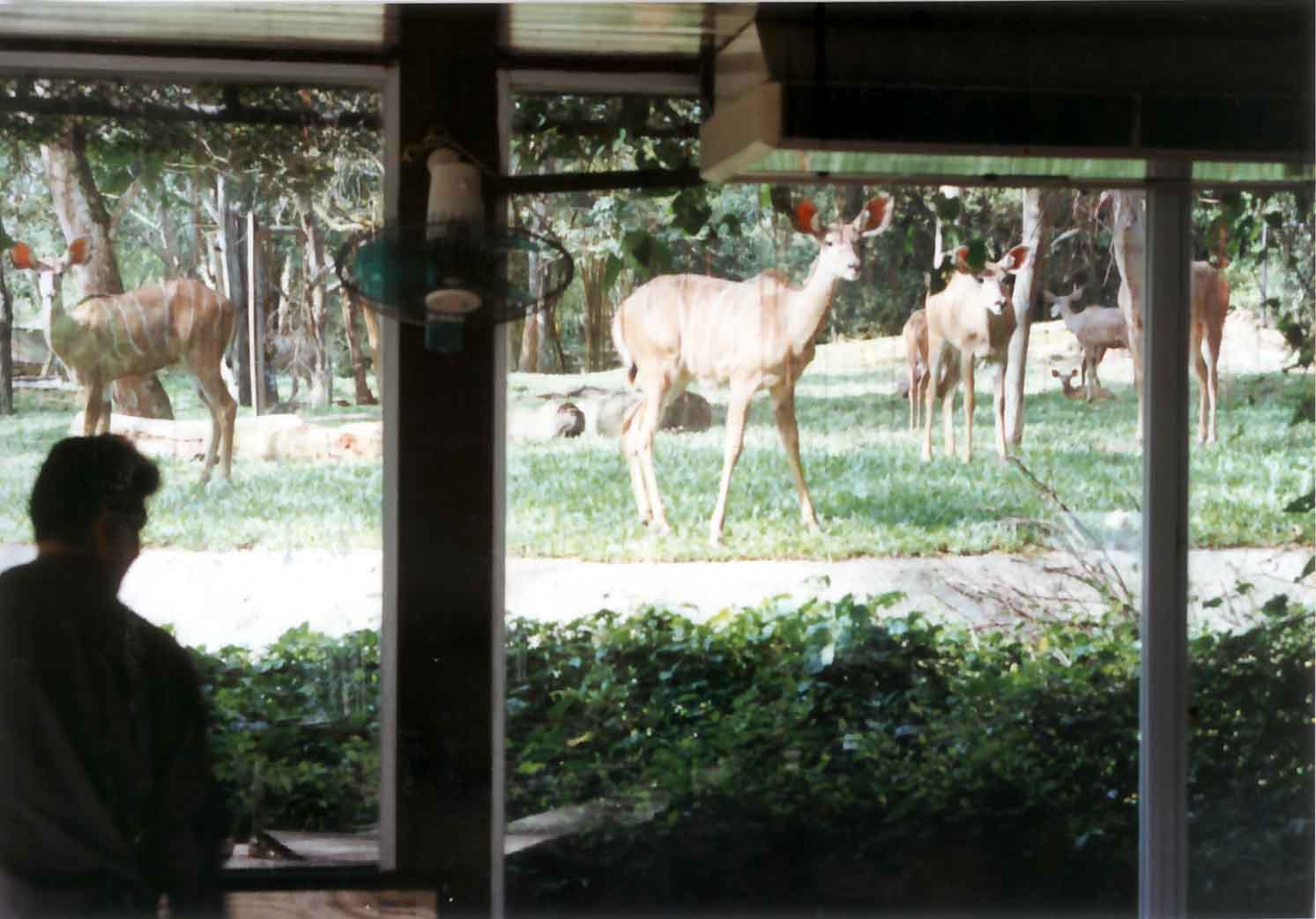greater kudu view