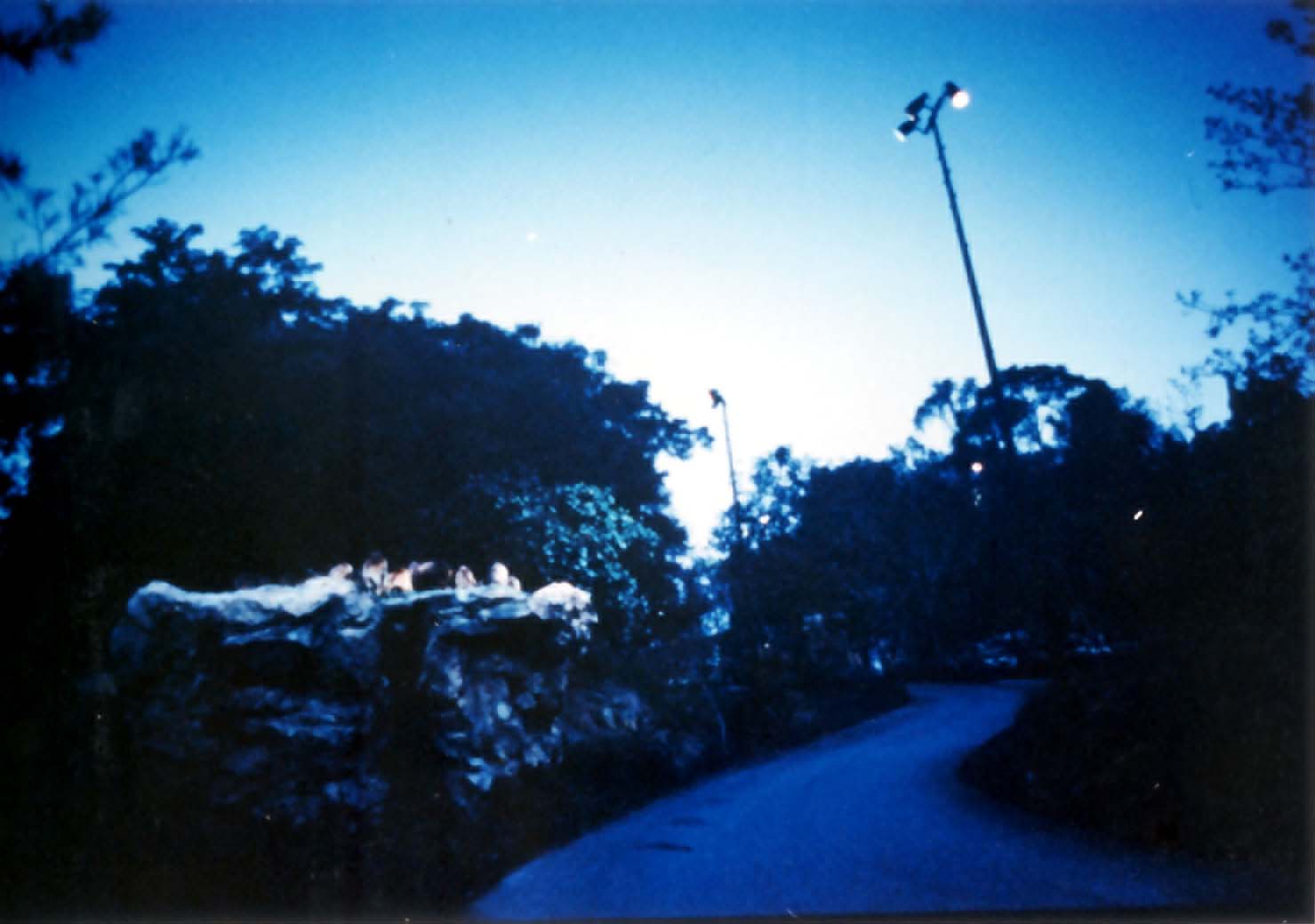 Night Safari lighting