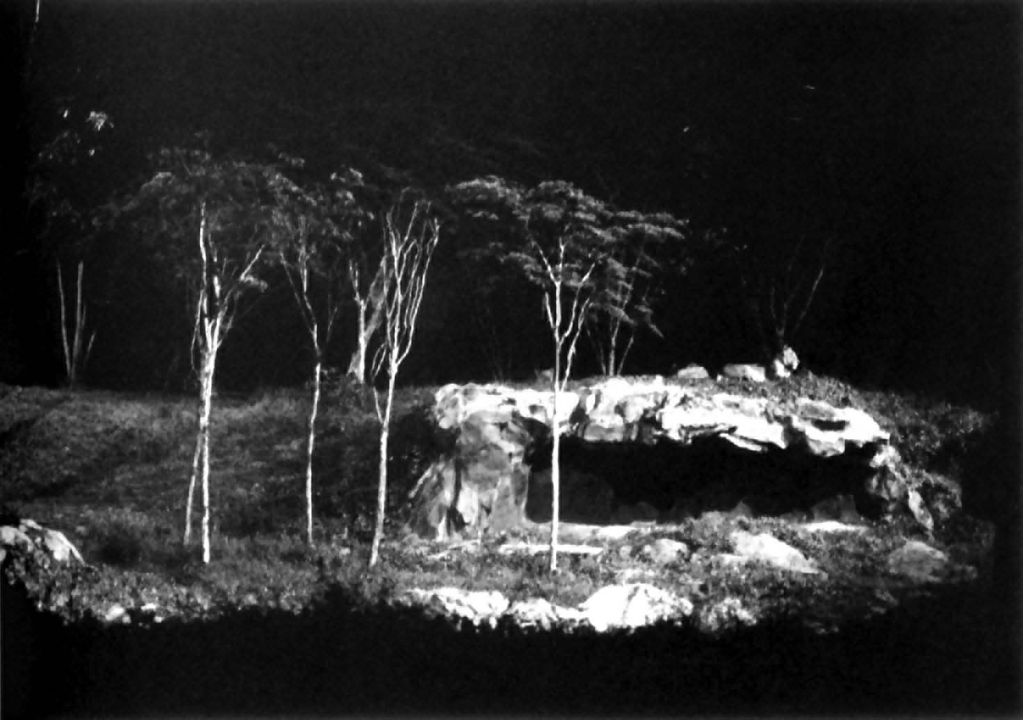 lions at night