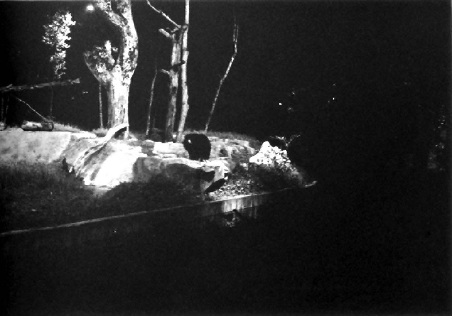 sloth bear by night