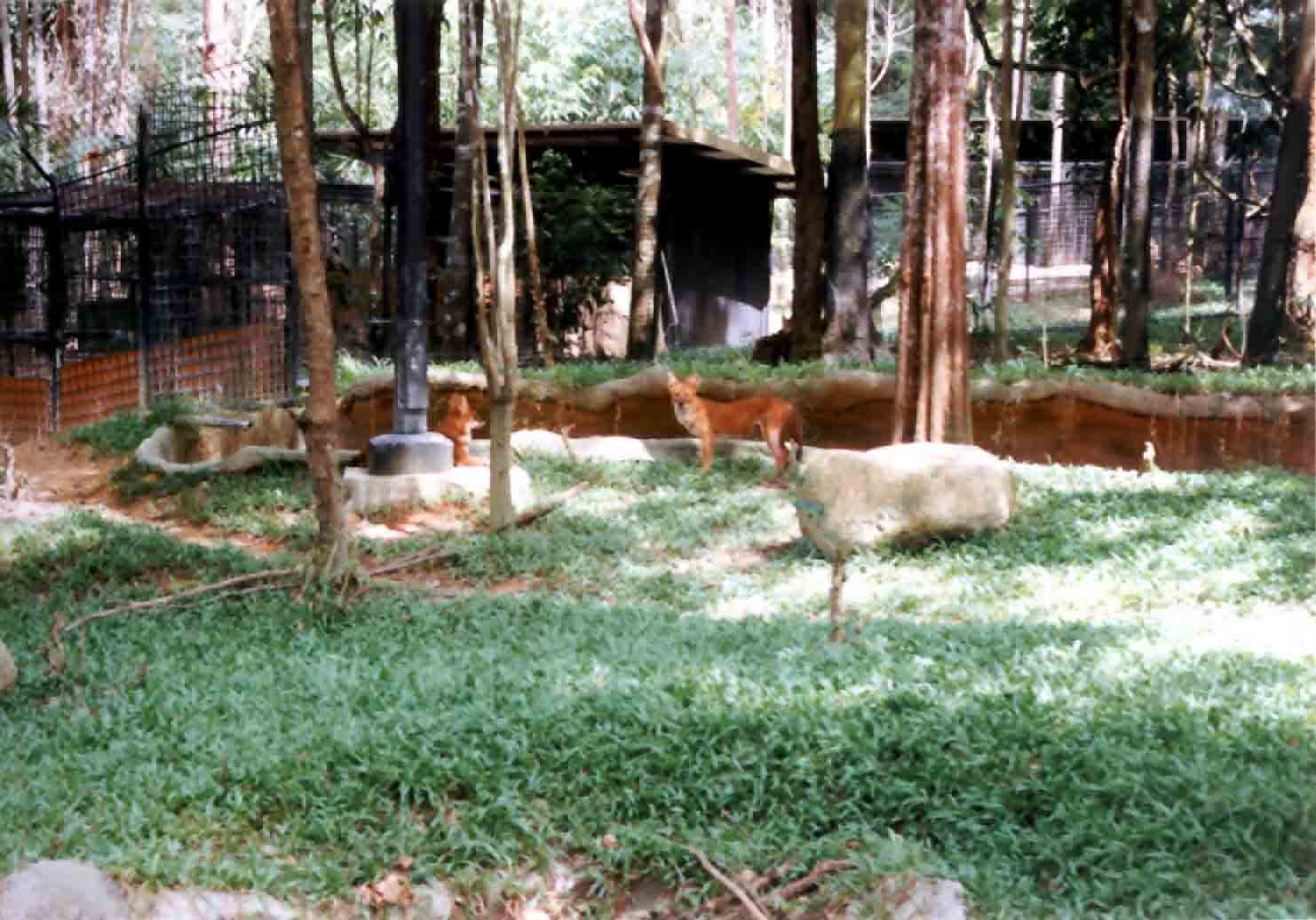 red dhole