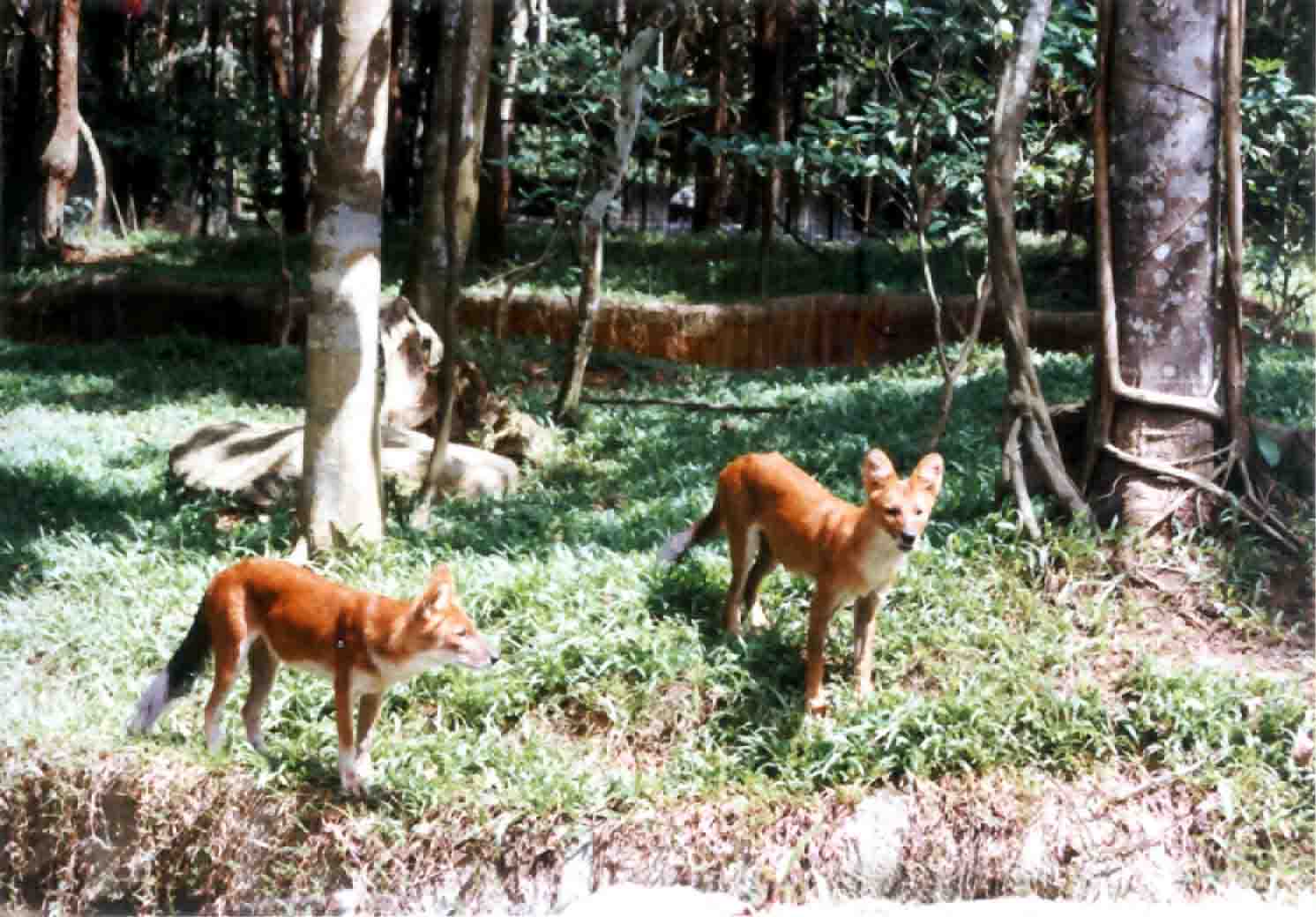 red dhole