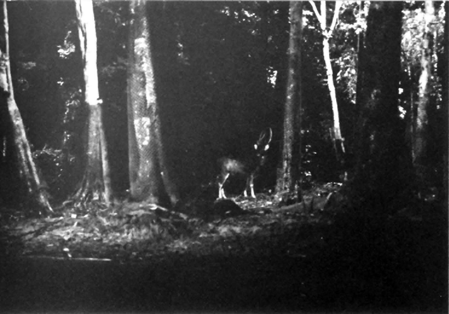 sambar deer at night