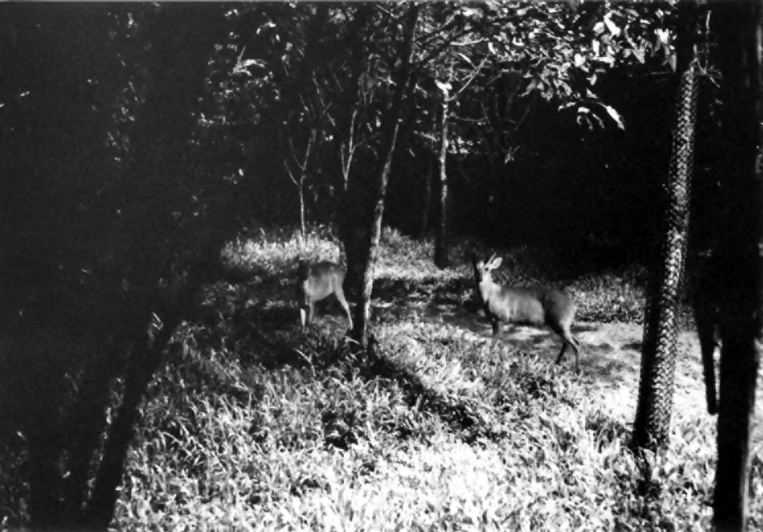 barking deer at night