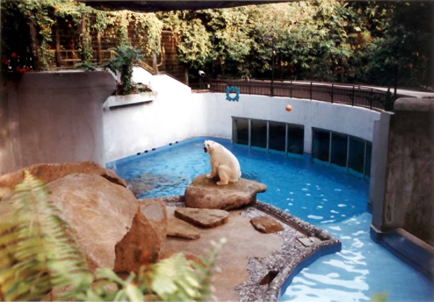 polar bear exhibit