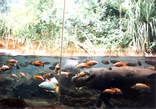 pygmy hippo underwater