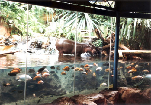 pygmy hippo above water